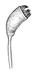Dicranella schreberiana, capsule, moist. Drawn from J.T. Linzey 3145, CHR 532366.
 Image: R.C. Wagstaff © Landcare Research 2018 